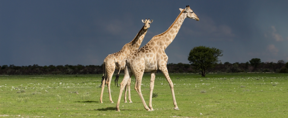 Giraffen im Etosha Nationalpark